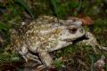 Bufo spinosus